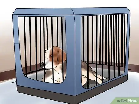 Отразить горного льва Шаг 14