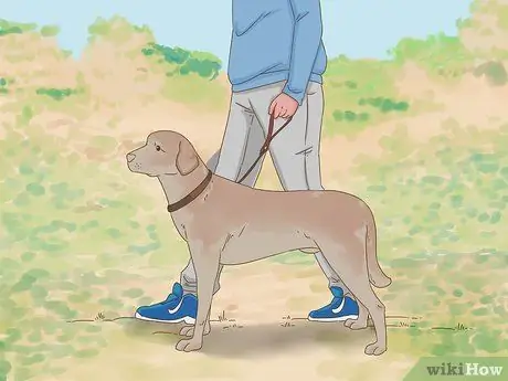 Выжить после атаки гепарда, шаг 1