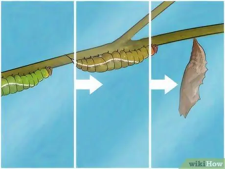 Создайте среду обитания для гусеницы Шаг 11