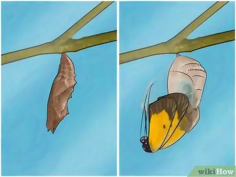 Сделайте среду обитания гусеницы Шаг 13