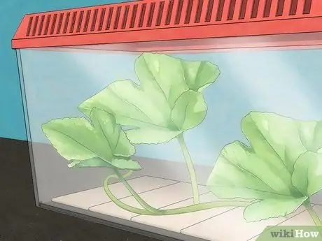 Создание среды обитания для гусеницы Шаг 3