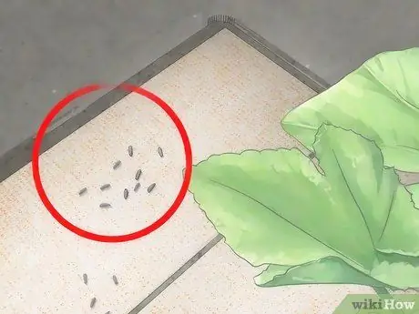 Создание среды обитания гусеницы Шаг 5