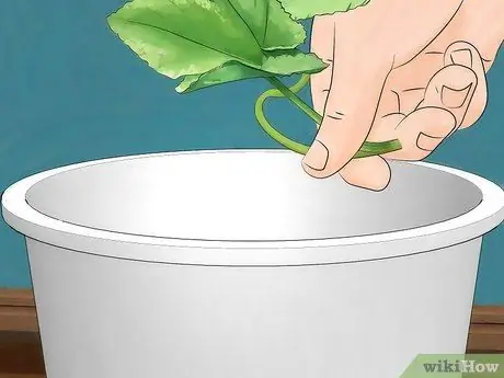 Создание среды обитания гусеницы Шаг 9