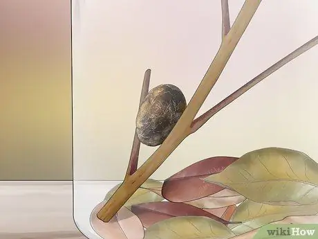 Уход за гусеницами шерстистого медведя Шаг 10