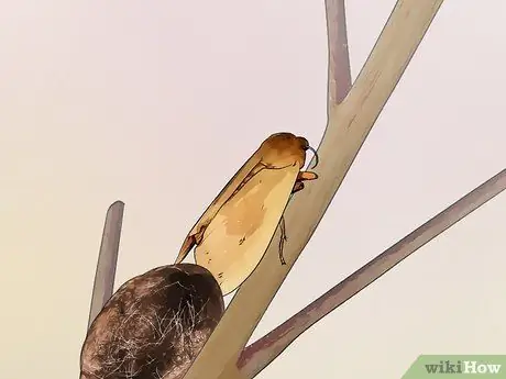 Уход за гусеницами шерстистого медведя Шаг 11