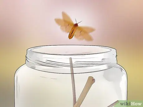 Уход за гусеницами шерстистого медведя Шаг 12