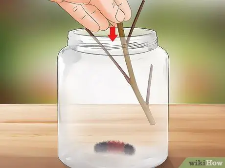 Уход за гусеницами шерстистого медведя Шаг 2