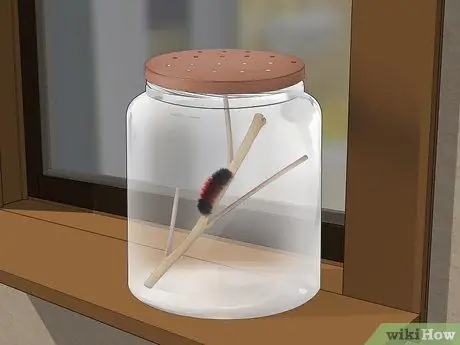 Уход за гусеницами шерстистого медведя Шаг 4