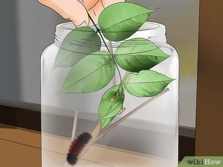 Уход за гусеницами шерстистого медведя Шаг 5