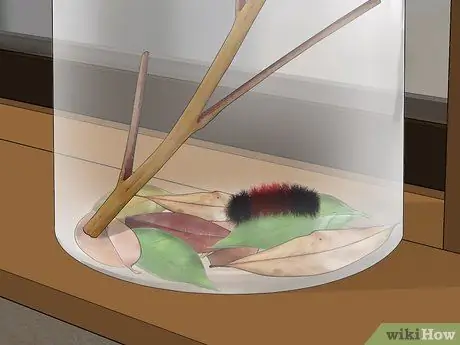 Уход за гусеницами шерстистого медведя Шаг 6