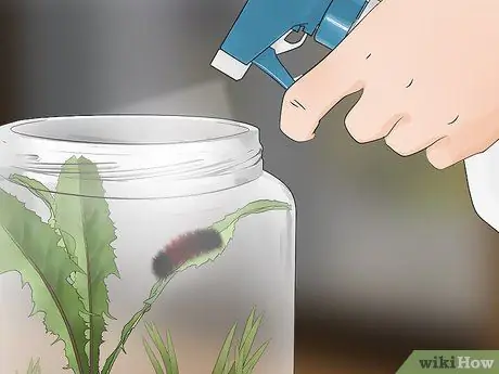 Уход за гусеницами шерстистого медведя Шаг 8