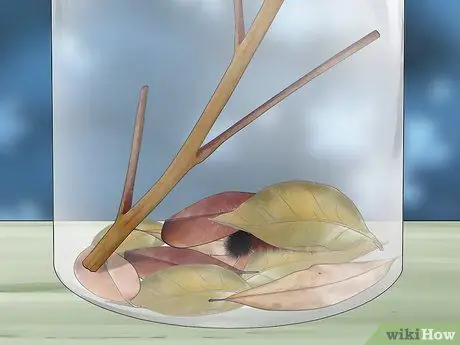 Уход за гусеницами шерстистого медведя Шаг 9