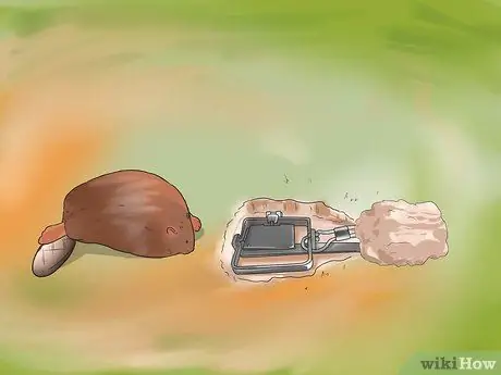 Поймать койота Шаг 12