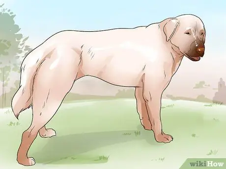 Поймать койота Шаг 18