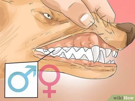 Поймать койота Шаг 3