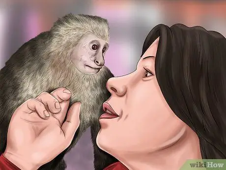 Победи обезьяну-капуцина Шаг 10