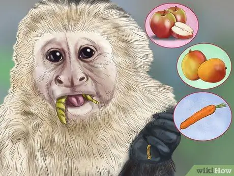 Доминируйте над обезьяной-капуцином Шаг 11