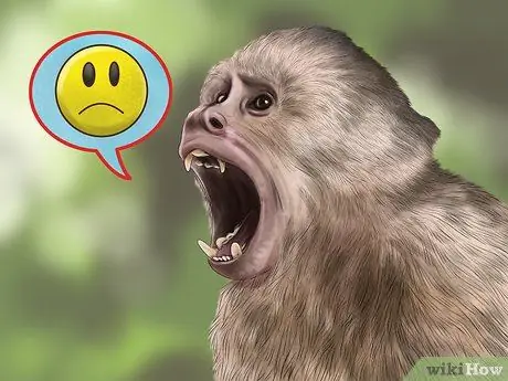 Доминировать над обезьяной-капуцином Шаг 2