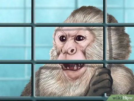 Доминировать над обезьяной-капуцином Шаг 4