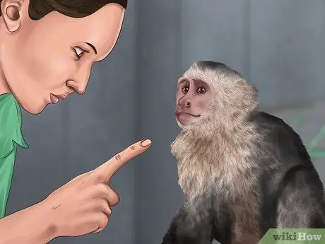 Доминируйте над обезьяной-капуцином Шаг 6