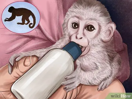 Доминируйте над обезьяной-капуцином Шаг 9