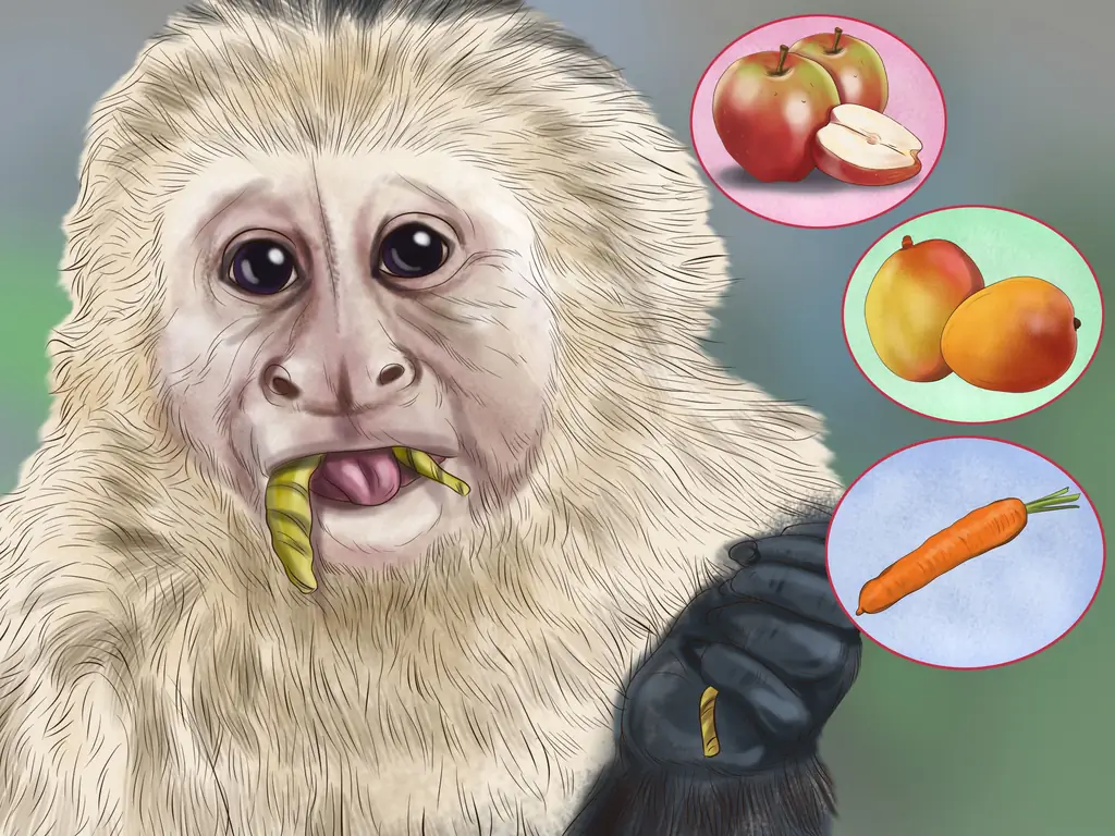 Как доминировать над обезьяной-капуцином: 11 шагов (с иллюстрациями)