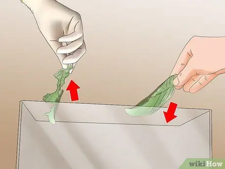 Поймай и подними гусениц-монархов Шаг 10