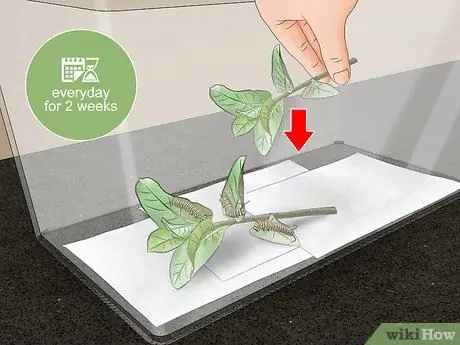 Поймать и поднять гусениц-монархов Шаг 11