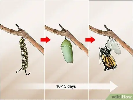 Поймать и поднять гусениц-монархов Шаг 13
