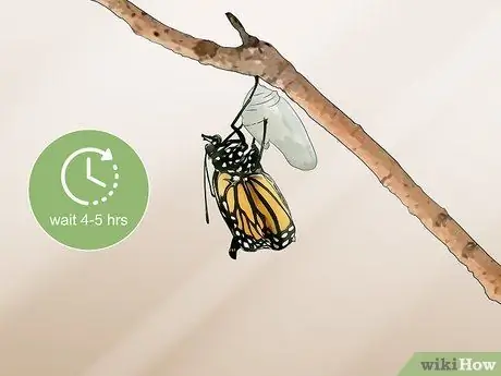 Поймать и поднять гусениц-монархов Шаг 14