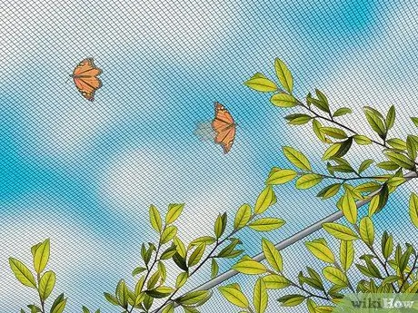 Поймай и подними гусениц-монархов Шаг 16