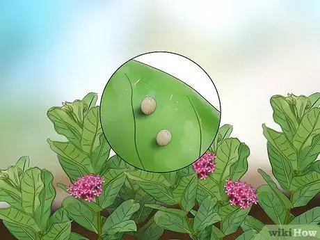 Поймать и поднять гусениц-монархов, шаг 2