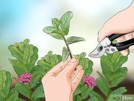 Поймать и поднять гусениц-монархов Шаг 3