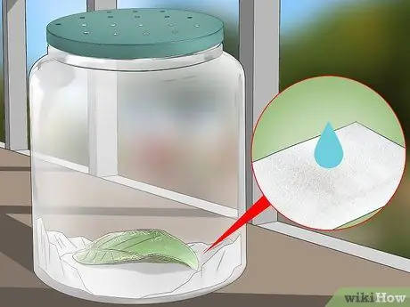 Поймать и поднять гусениц-монархов Шаг 4