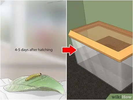 Поймай и подними гусениц-монархов Шаг 6