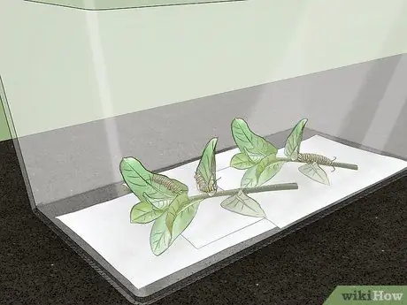 Поймать и поднять гусениц-монархов Шаг 8