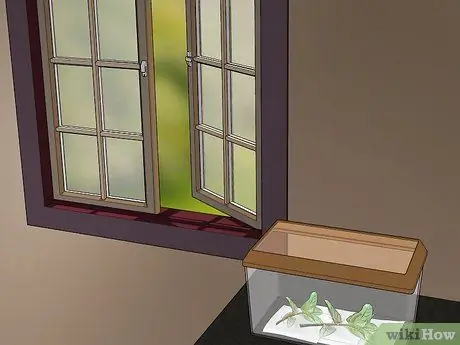 Поймай и подними гусениц-монархов Шаг 9