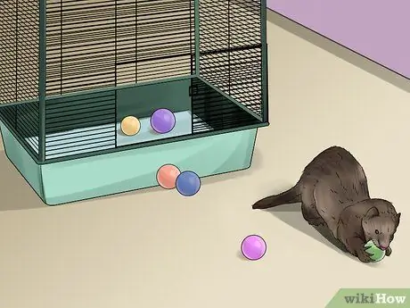 Уход за хорьком Шаг 13