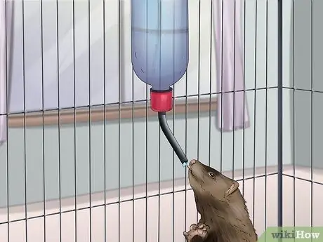 Уход за хорьком Шаг 7