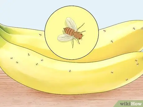 Как отличить самцов плодовых мух от самок Шаг 9