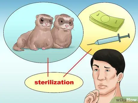 Решите, подходит ли вам хорек Шаг 13