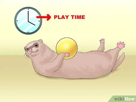 Решите, подходит ли вам хорек Шаг 2