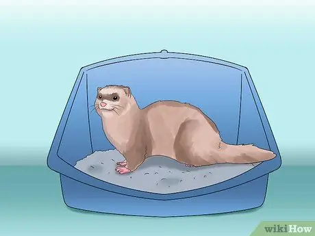 Решите, подходит ли вам хорек Шаг 3