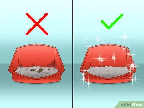 Решите, подходит ли вам хорек Шаг 4