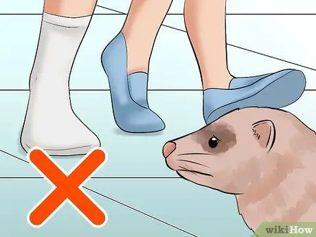 Решите, подходит ли вам хорек Шаг 7