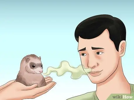 Решите, подходит ли вам хорек Шаг 9