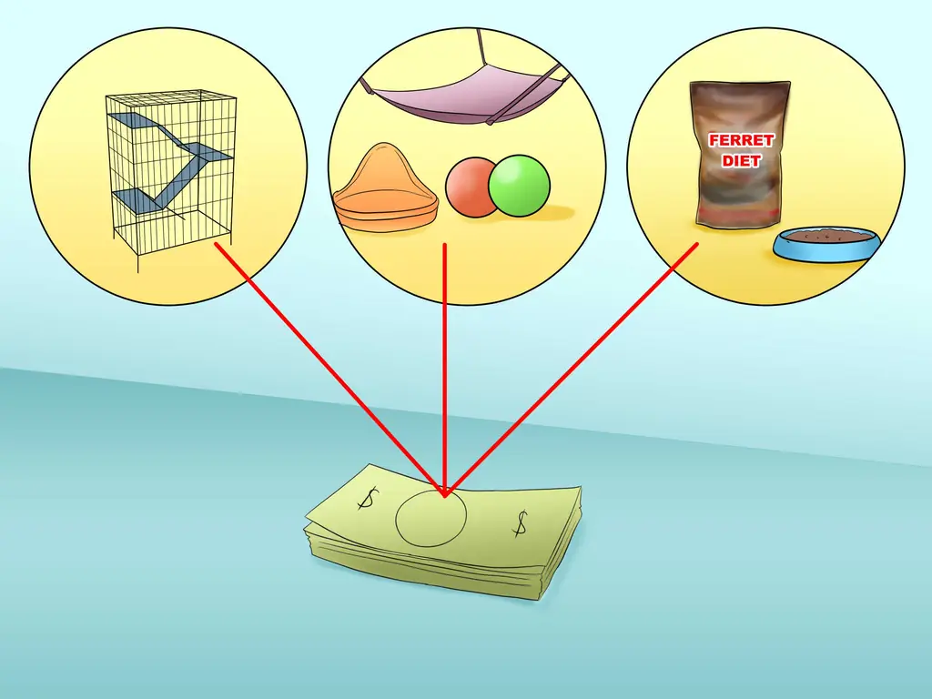 Как решить, подходит ли вам хорек: 14 шагов