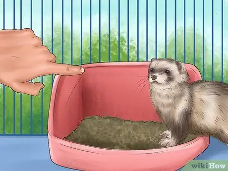 Помет приручите хорька Шаг 6