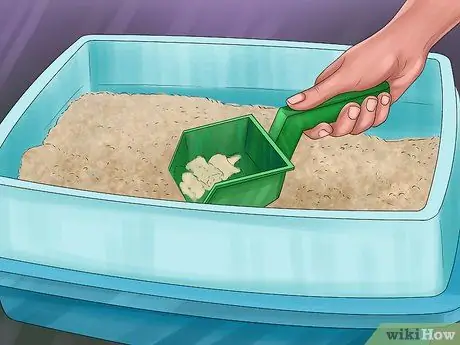 Помет приручите хорька Шаг 8