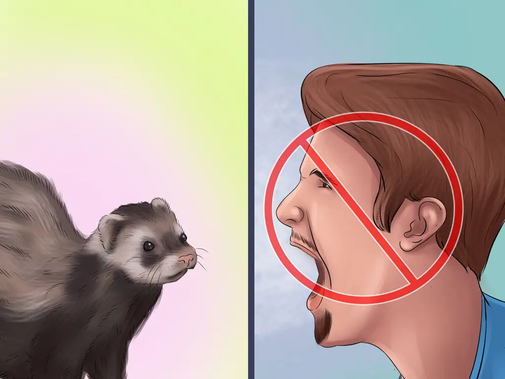 Как приучить хорька к мусору: 12 шагов (с иллюстрациями)